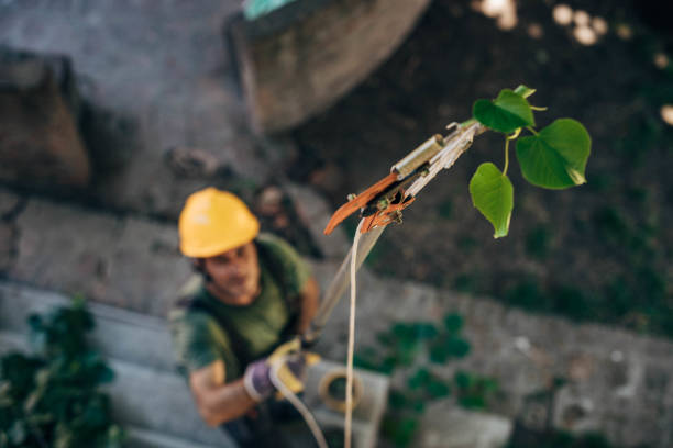 Best Residential Tree Removal  in El Valle De Arroyo Seco, NM